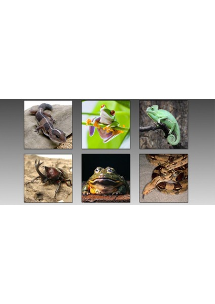 2x Küçük Sürüngen Böcekler Amfibiler / Vantuz ile Çift Kase Besleme (Yurt Dışından) fırsatları