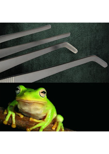 20 cm Paslanmaz Çelik Cımbız Pet Böcekler Bahçe Düz Besleme Aracı Düz ​​20 cm (Yurt Dışından)