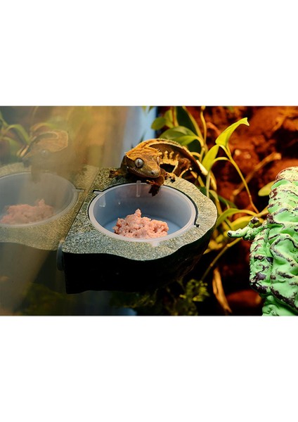 Gecko Diyet Için 2x Manyetik Gecko Besleyici Çıkıntı / Sürüngen Gıda Tutucu Kase (Yurt Dışından) fırsatları
