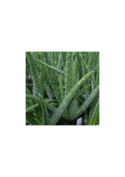 Aloevera Bitkisi 20-25 cm Doğal Krem Şifalı Bitki Sarısabır