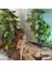 20 "sürüngen, Yılan, Kaplumbağa, Vivarium Bitkileri Dekor Süsleme Yapay Eaf Vine L (Yurt Dışından) 2