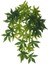 Yapay Asılı Takip Bitki Asma Sürüngenler ve Amfibi Tip 2 - 40 cm (Yurt Dışından) 2