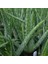 Aloevera Bitkisi 20-25 cm Doğal Krem Şifalı Bitki Sarısabır 1