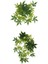 2 Adet Bükülebilir Sürüngenler Asma Orman Dağcı Vines Yapay Dekor 30 cm & 40 cm (Yurt Dışından) 1