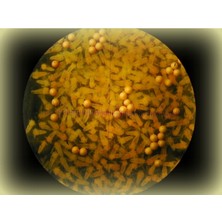 Yemmama Yerli Artemia Yumurtası 500 gr