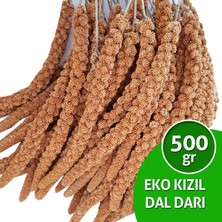 Dal Darı Net Eko Kızıl Dal Darı 500 gr Muhabbet Kuşu Yemi (Organik Dal Darı)