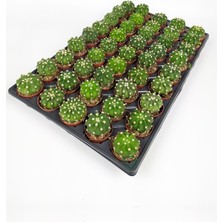 Toptan Kaktüs Echinopsis Subdenudata 45 Adet T0PTAN (5.5 cm Saksıda)