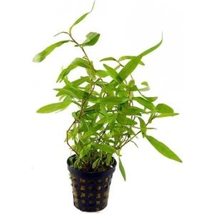 İthal Bitki Persicaria Sp. Sao Paulo Canlı Bitki