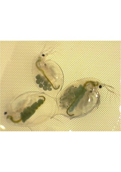 Su Piresi Daphnia Besini 50 gr