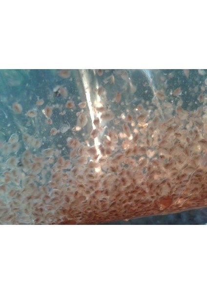 Su Piresi Daphnia Besini 50 gr fiyatları