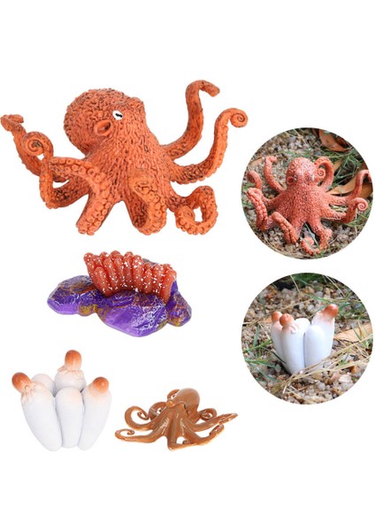 Devilfish Oyuncak Hayvan Büyüme Döngüsü Öğretim Yardımı Katı Plastik Yaşam Döngüsü (Yurt Dışından) modelleri