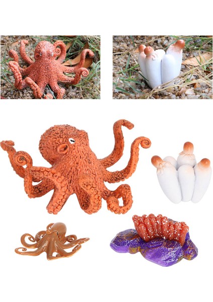 Devilfish Oyuncak Hayvan Büyüme Döngüsü Öğretim Yardımı Katı Plastik Yaşam Döngüsü (Yurt Dışından) indirimleri