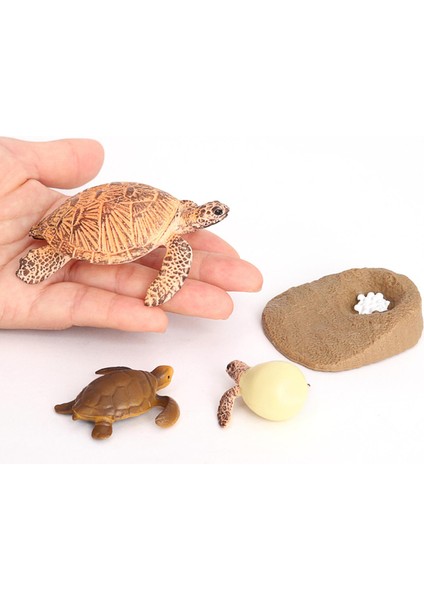 Plastik Simülasyon Deniz Hayvan Kaplumbağa Yaşam Döngüsü Şekil Hayal Gücü Oyuncaklar Deniz Kaplumbağası 2423 (Yurt Dışından) fırsatları