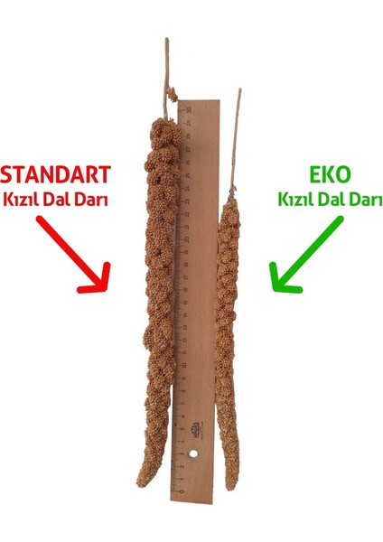 Eko Kızıl Dal Darı 1 Kg. Muhabbet Kuşu Yemi (Organik Dal Darı)