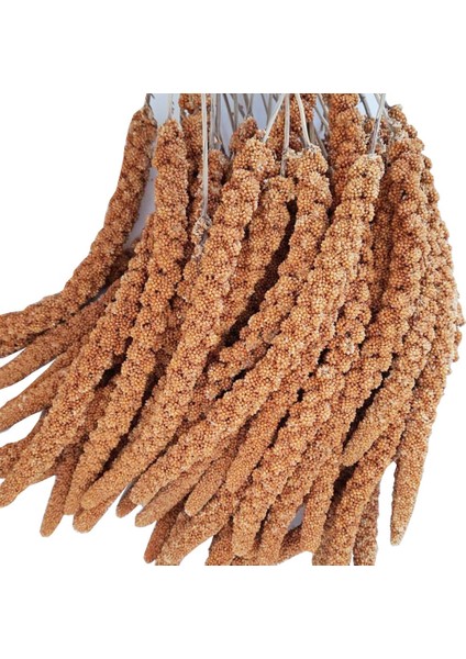 Eko Kızıl Dal Darı 1 Kg. Muhabbet Kuşu Yemi (Organik Dal Darı) fiyatları