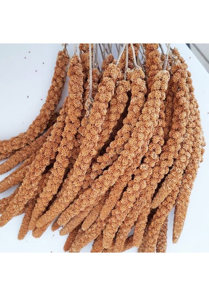 Eko Kızıl Dal Darı 1 Kg. Muhabbet Kuşu Yemi (Organik Dal Darı) fırsatları