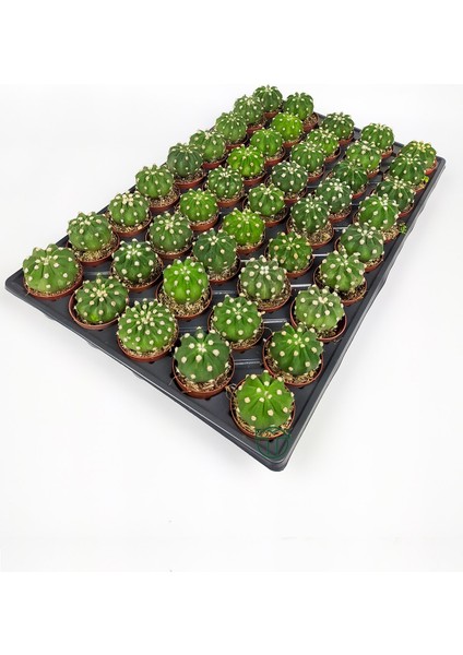 Toptan Kaktüs Echinopsis Subdenudata 45 Adet T0PTAN (5.5 cm Saksıda)