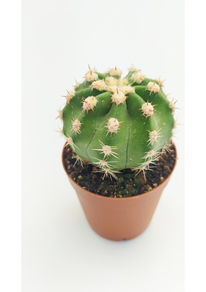 Toptan Kaktüs Echinopsis Subdenudata 45 Adet T0PTAN (5.5 cm Saksıda)