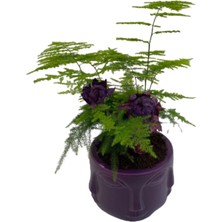 Fidanova Asparagus, Kuşkonmaz, Dekoratif Saksıda