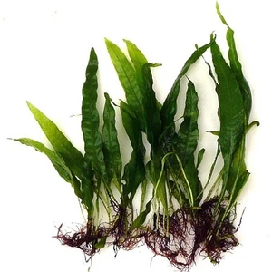 Java Fern Bağ 4-5 Yaprak 10-15 cm