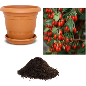 Serdar Çam Tohumculuk Nadir  Goji Berry Tohumu Ekim Seti
