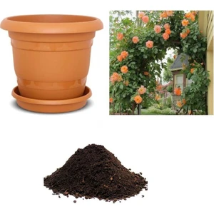 Serdar Çam Tohumculuk Nadir Yediveren Turuncu Sarmaşık Gül Tohumu Ekim Seti