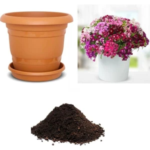 Serdar Çam Tohumculuk Karışık Hüsnü Yusuf Çiçeği Tohumu Ekim Seti