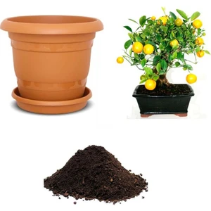 Serdar Çam Tohumculuk  Nadir Limon Bonsai Ağacı Ekim Seti