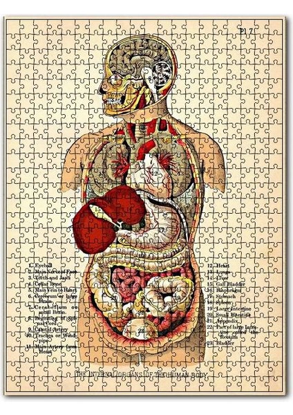 Insan Vücudu Haritası Eski 255 Parça Puzzle Yapboz Mdf (Ahşap)