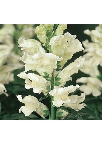 Major Beyaz Aslanağzı F1 Tohumu ( 30 Tohum )