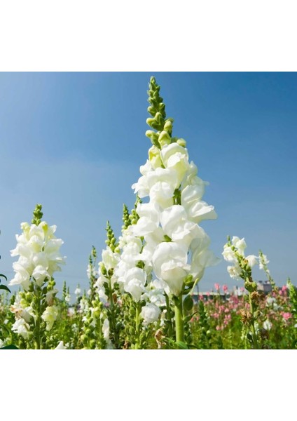 Major Beyaz Aslanağzı F1 Tohumu ( 30 Tohum ) modelleri