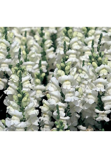 Major Beyaz Aslanağzı F1 Tohumu ( 30 Tohum ) fırsatları