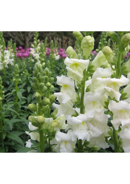 Major Beyaz Aslanağzı F1 Tohumu ( 30 Tohum ) indirimleri