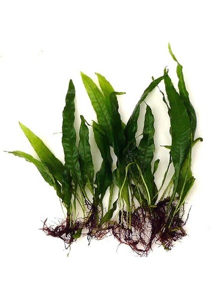 Java Fern Bağ 4-5 Yaprak 10-15 cm