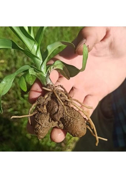 Salep Fidesi 100 Adet indirimleri