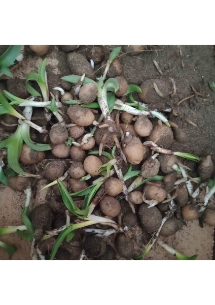 Salep Fidesi 250 Adet