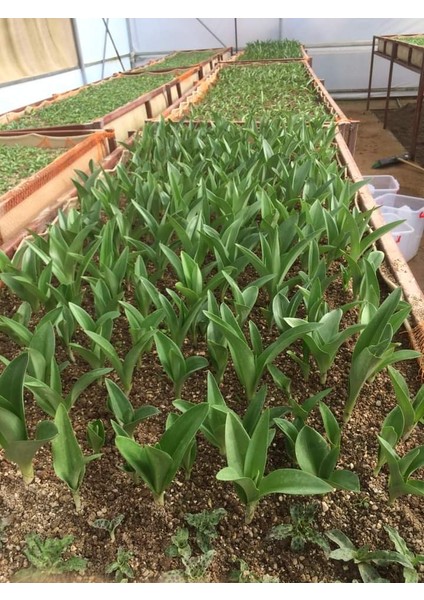 Salep Fidesi 250 Adet fırsatları
