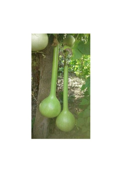 Uzun Su Kabağı Tohumu Ekim Seti fiyatları