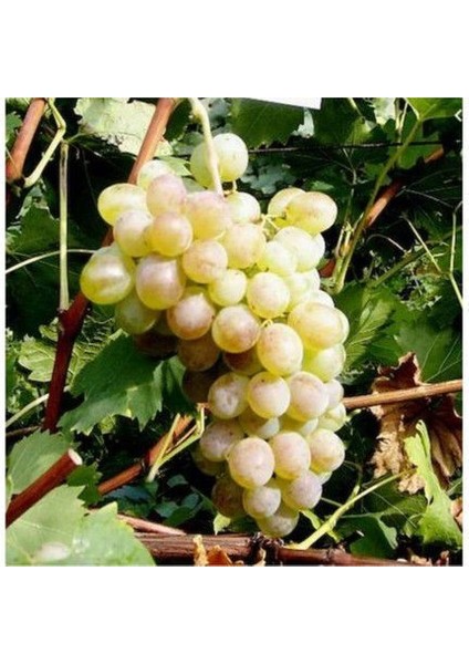 Golden Sarı Üzüm Tohumu Ekim Seti fırsatları