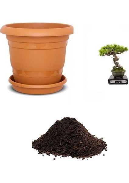 Ithal Karaçam Bonsai Ağacı Tohumu Ekim Seti