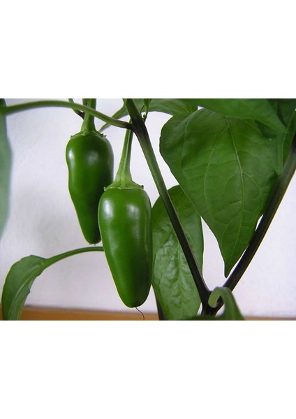 Acı Jalapeno Biberi Tohumu Ekim Seti fiyatları