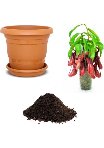 Nephenthes Tohumu Ekim Seti