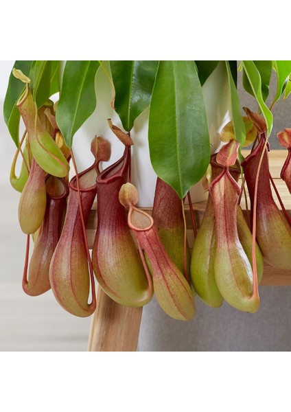 Nephenthes Tohumu Ekim Seti fiyatları