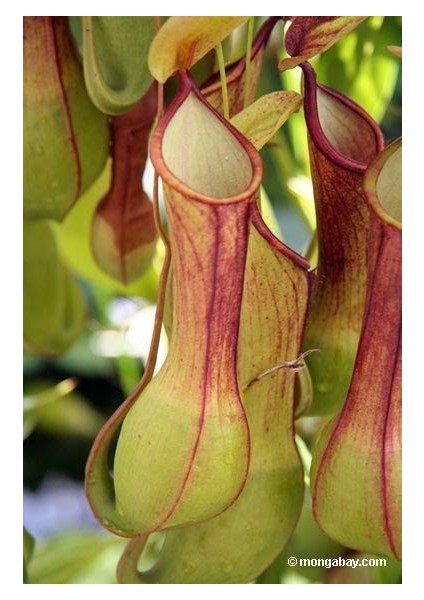 Nephenthes Tohumu Ekim Seti modelleri