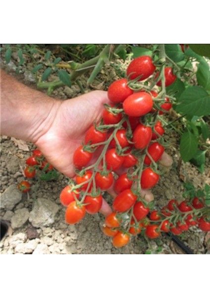 Saksılık Zeytin Domates Tohumu Ekim Seti modelleri