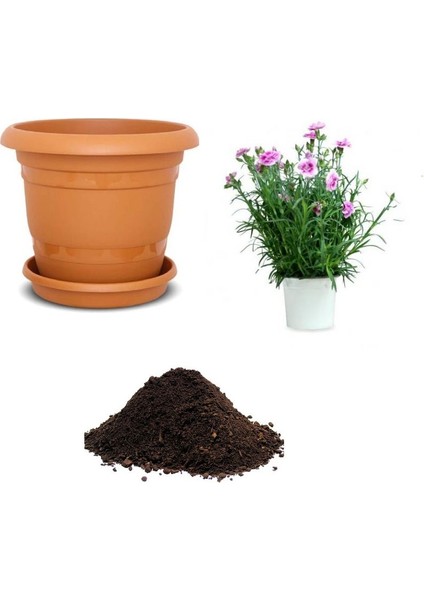 Karışık Garofano Çiçeği Tohumu Ekim Seti