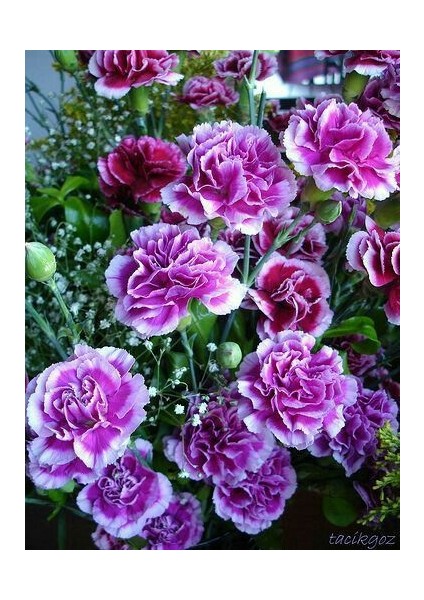 Karışık Garofano Çiçeği Tohumu Ekim Seti fiyatları