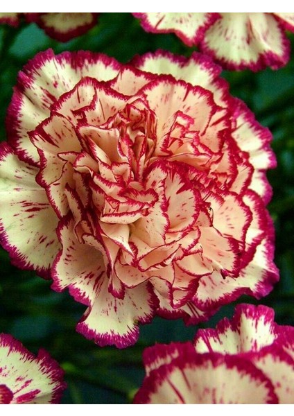 Karışık Garofano Çiçeği Tohumu Ekim Seti modelleri