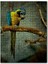 Daldaki Sarı Mavi Macaw Papağanı 120 Parça Puzzle Yapboz Mdf (Ahşap) 1