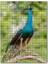 Dal Üzerinde Hint Tavuskuşu Görseli 120 Parça Puzzle Yapboz Mdf (Ahşap) 1